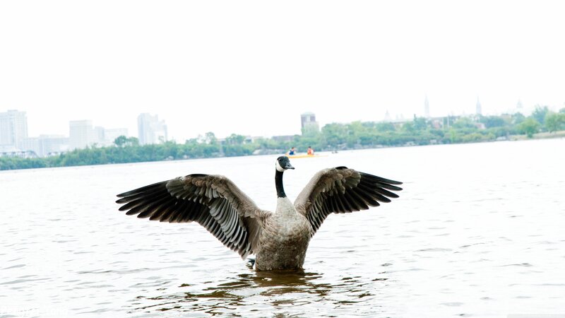 Canada Goose Spreading Wings — Gray