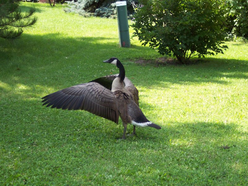 Canada Goose Spreading Wings — Green