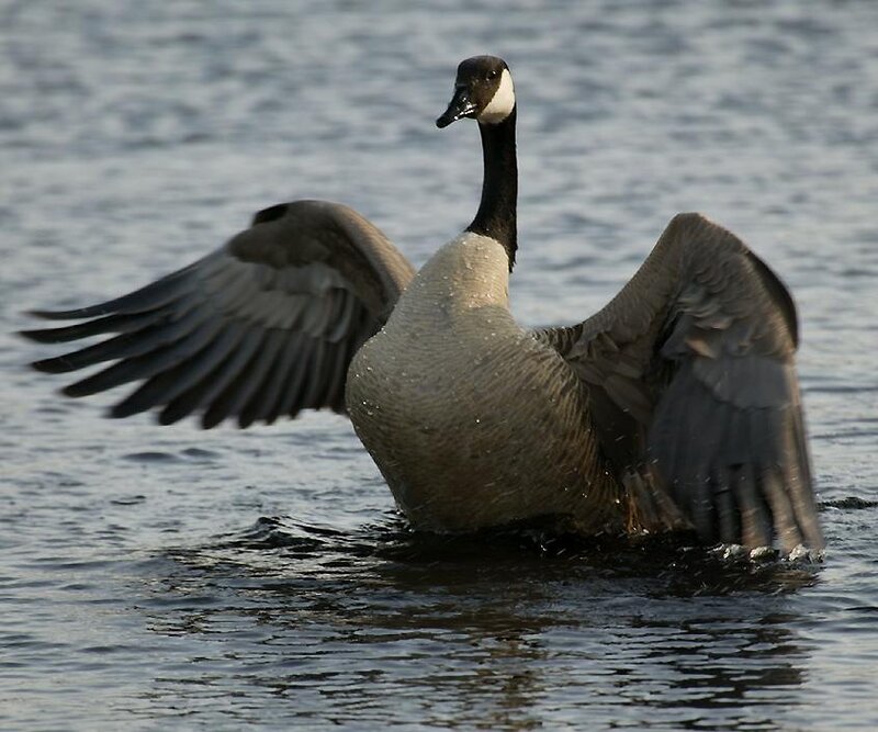Canada goose spreading wings on water