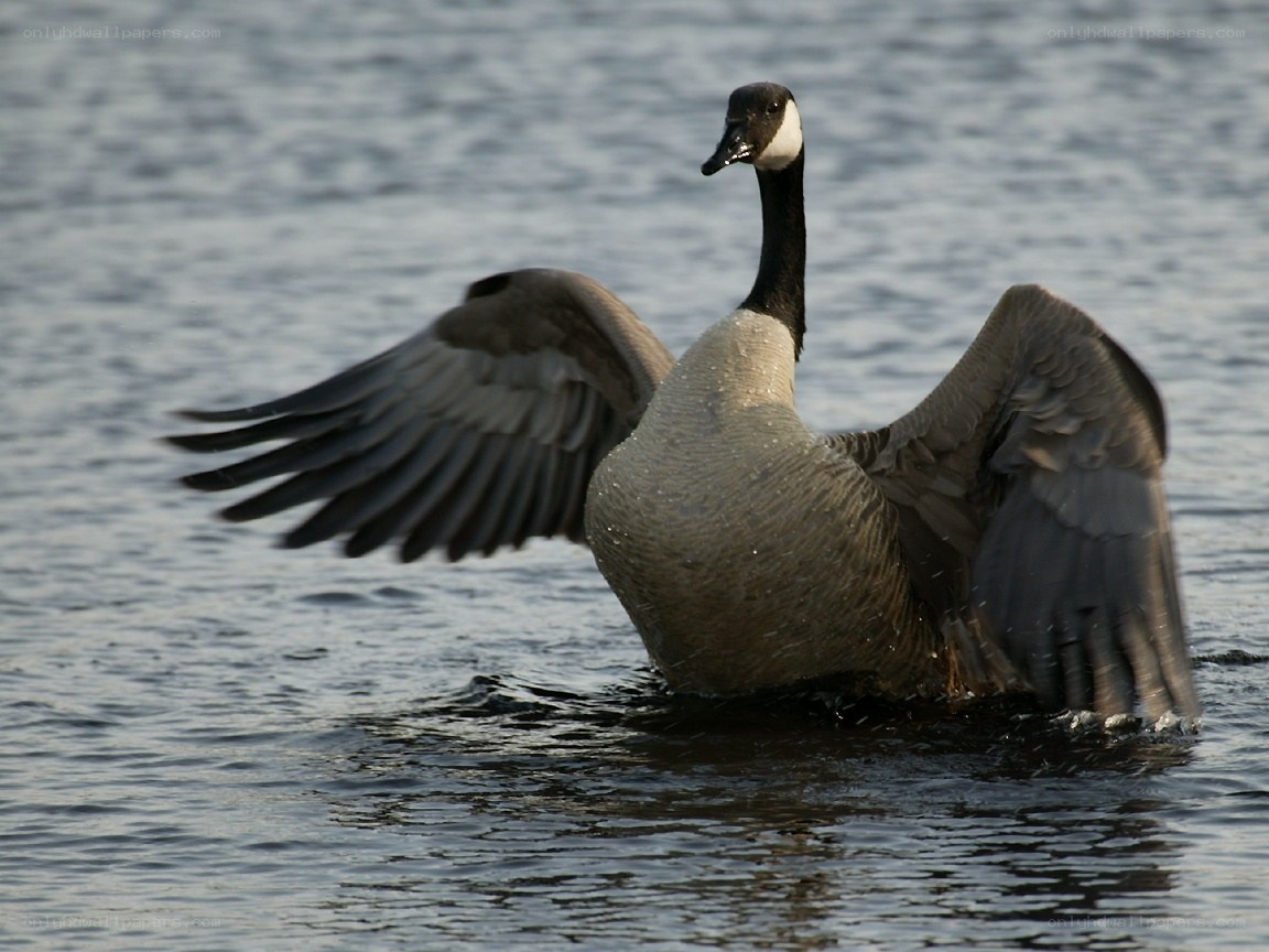 Canada goose spreading wings