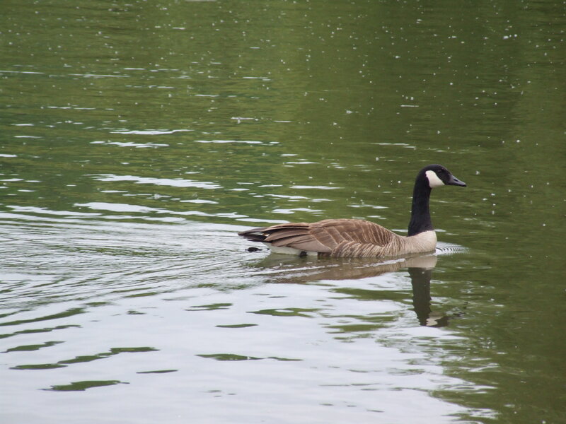 Canada Goose Swimming — Green