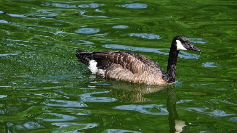 Canada goose swimming in green water