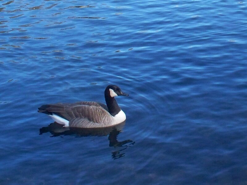 Canada Goose Swimming
