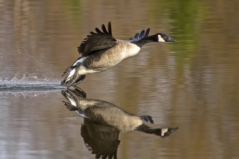 Canada goose taking flight