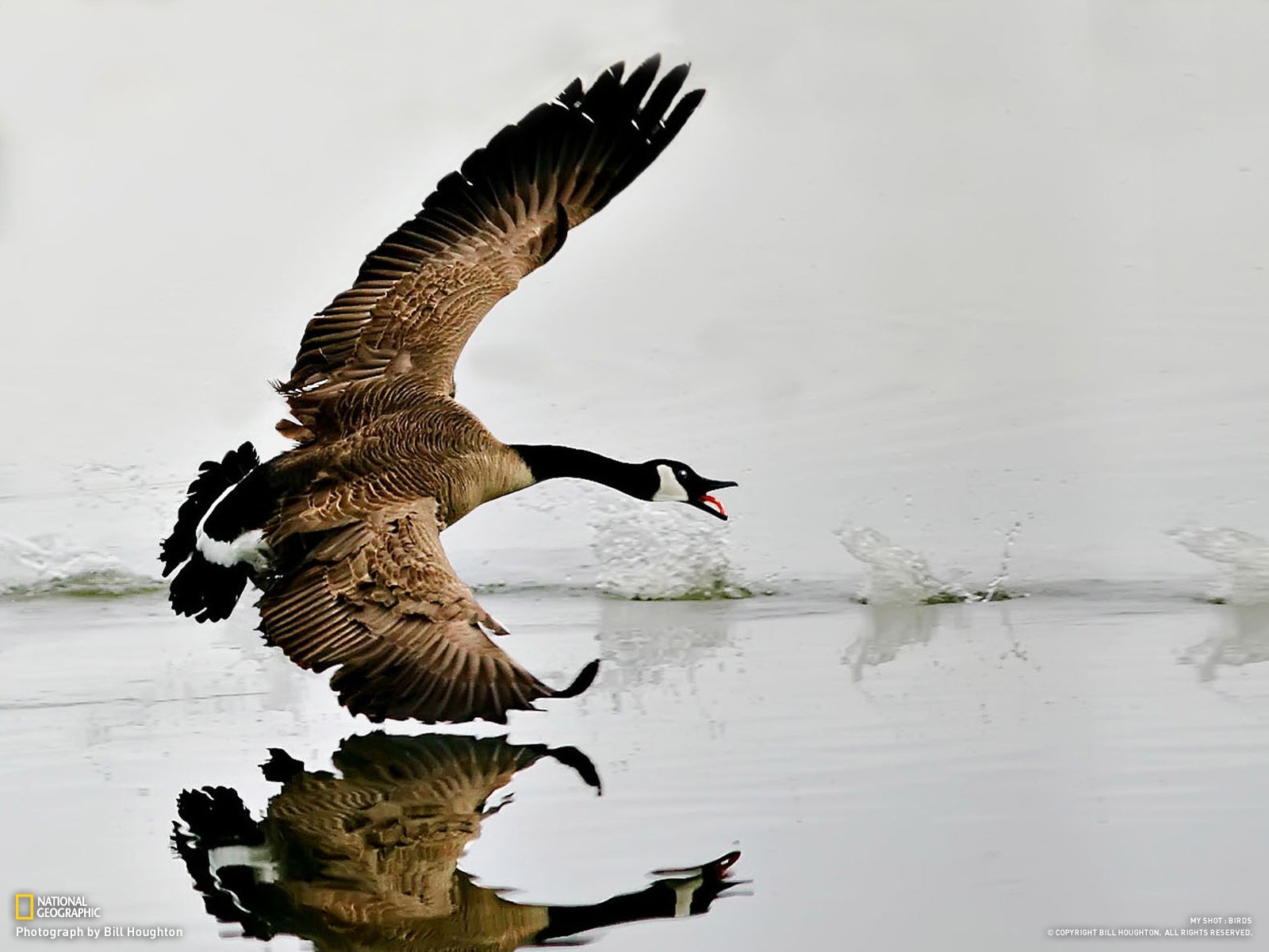 Canada goose taking flight