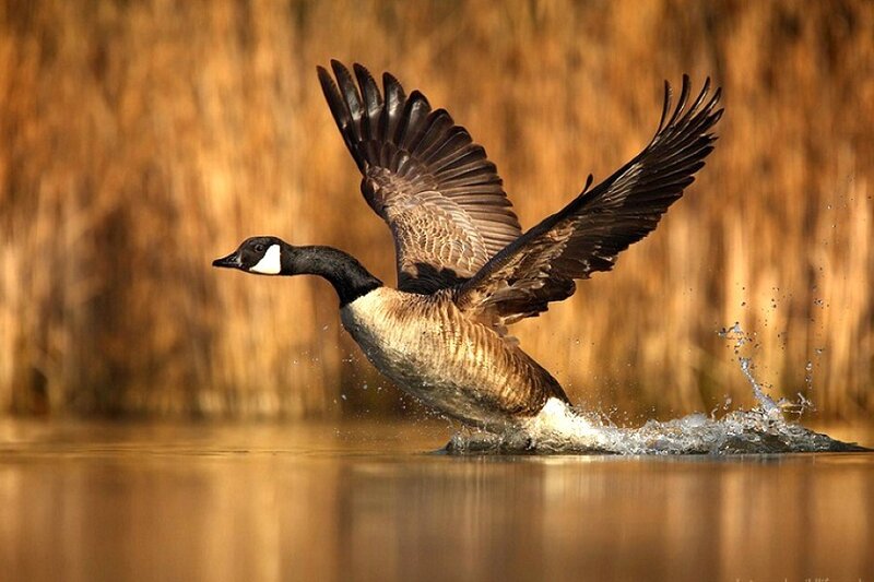 Canada goose taking off