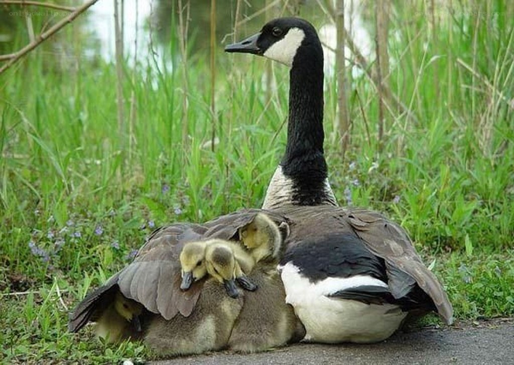 Canada goose with goslings
