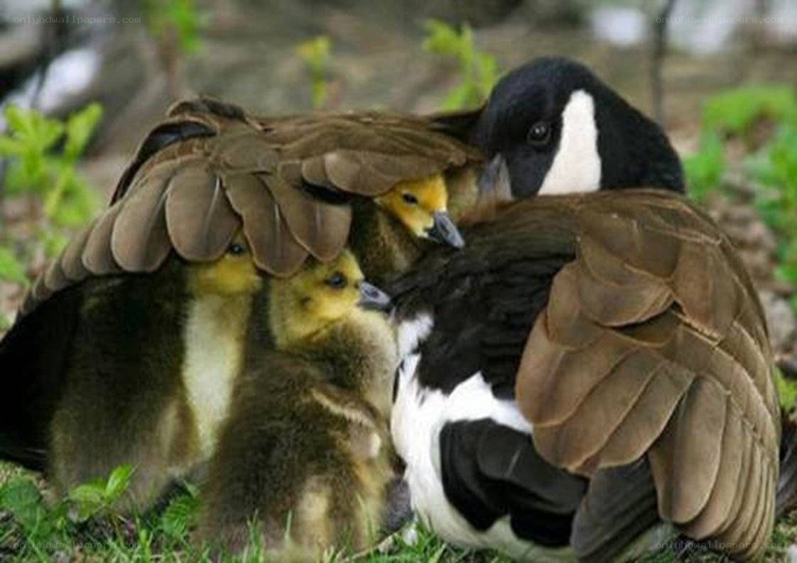 Canada goose with goslings