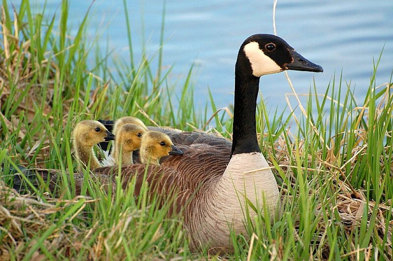Canada goose with goslings