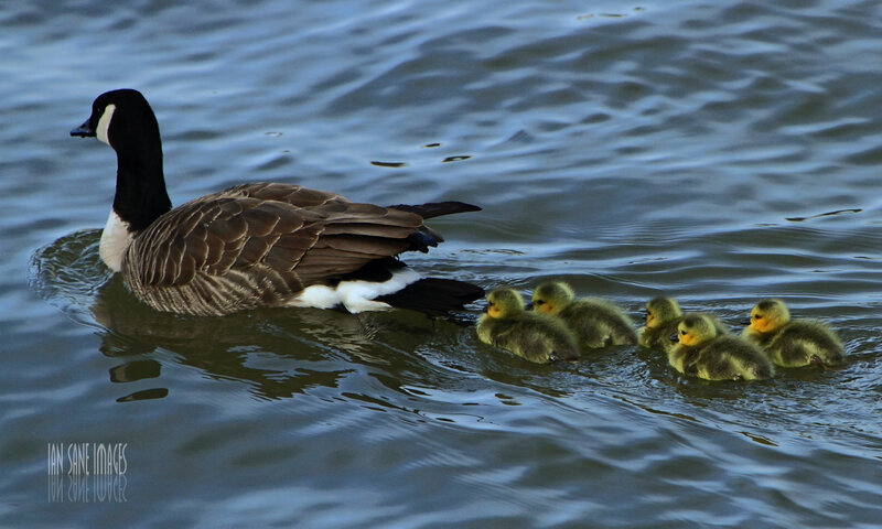 Canada Goose with Goslings — Blue, Serene, Photograph
