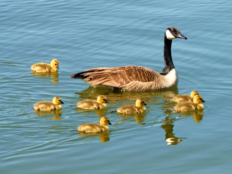 Canada Goose with Goslings — Blue, Serene