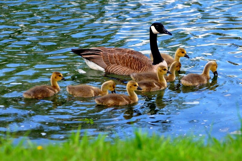 Canada Goose with Goslings — Blue