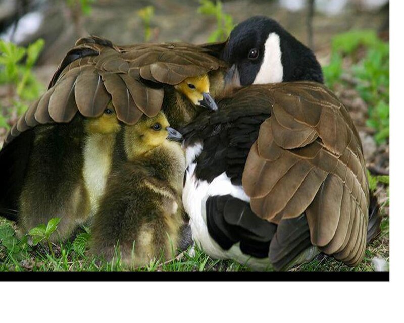 Canada Goose with Goslings — Brown, Protective