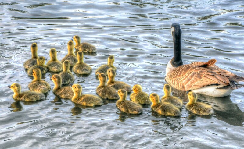 Canada Goose with Goslings — Brown, Serene