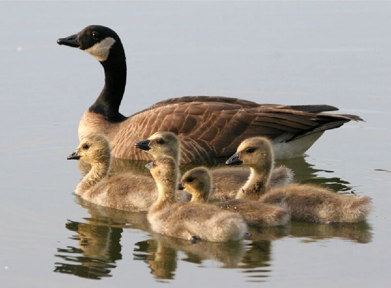Canada Goose with Goslings — Brown