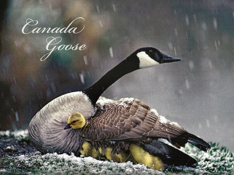 Canada Goose with Goslings — Gray