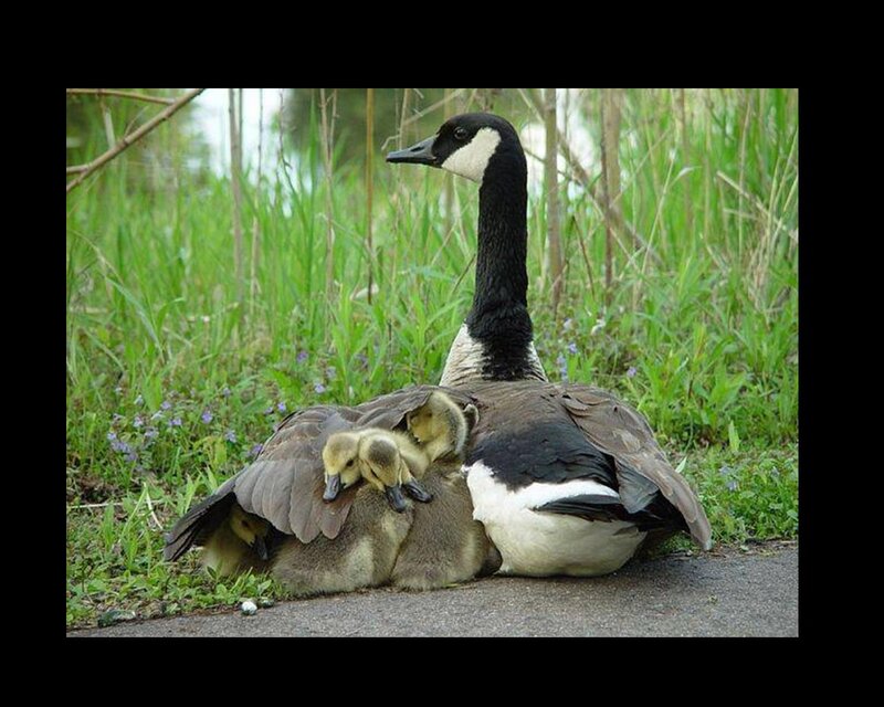 Canada Goose with Goslings — Green, Calm, Spring