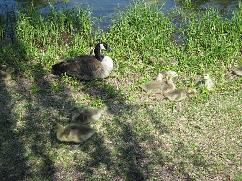 Canada Goose with Goslings — Green, Calm