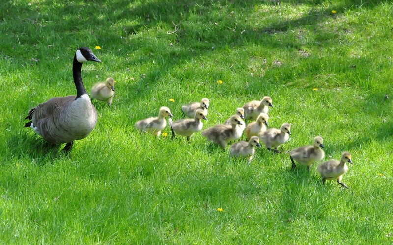 Canada Goose with Goslings — Green, Peaceful