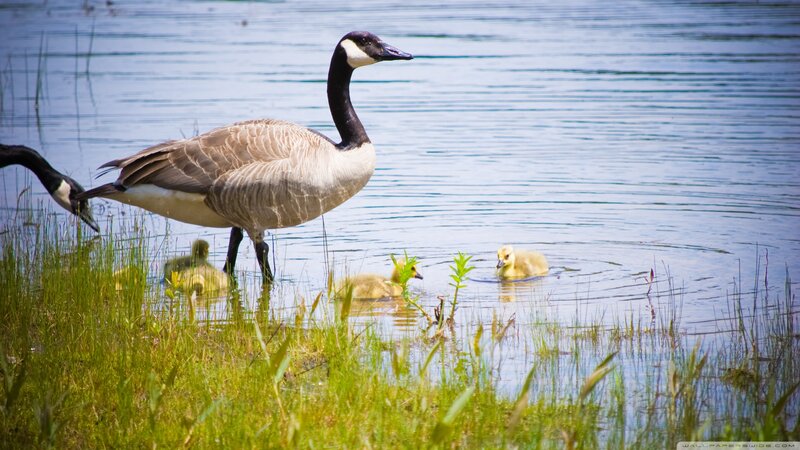 Canada Goose with Goslings — Green, Serene, Afternoon