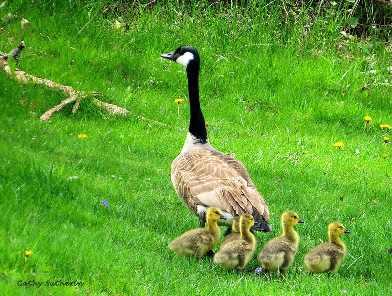 Canada Goose with Goslings — Green, Serene, Spring