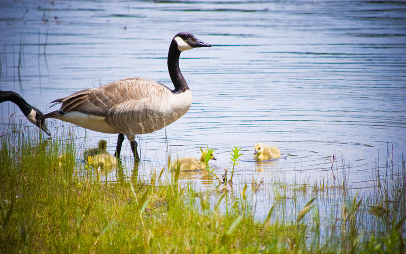 Canada Goose with Goslings — Green, Serene