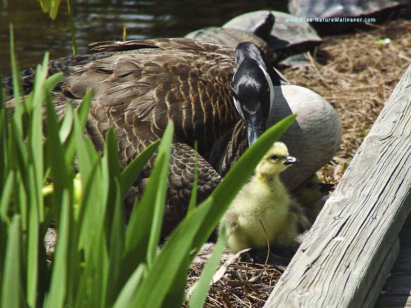Canada Goose with Goslings — Green