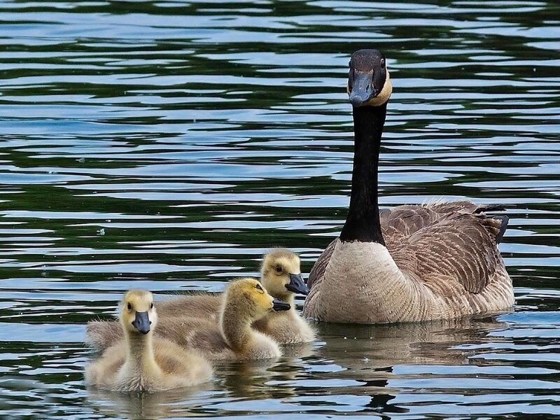 Canada goose with goslings