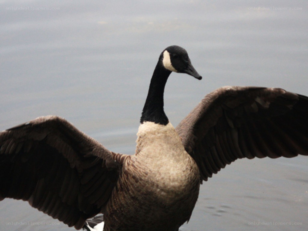 Canada goose with wings spread