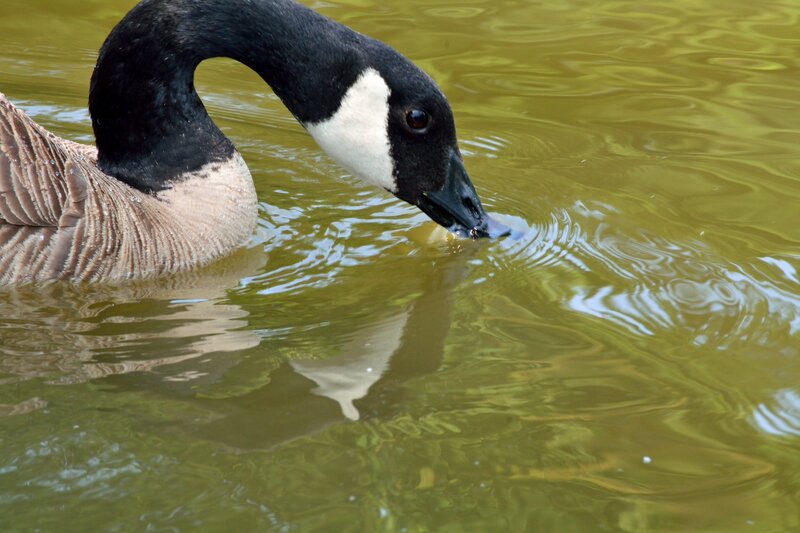 Canadian Goose Drinking