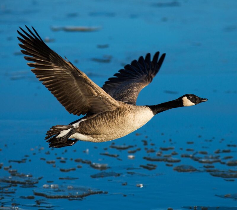 Canadian Goose in Flight — Blue