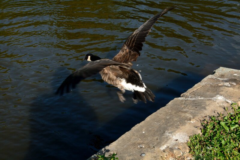 Canadian Goose in Flight — Brown