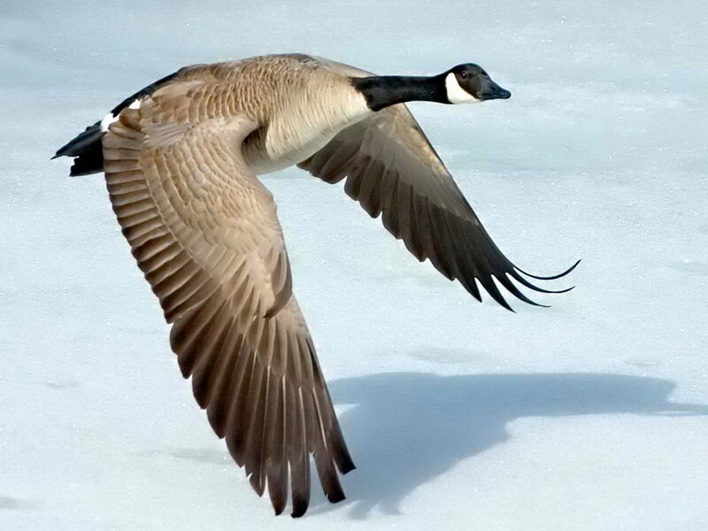 Canadian Goose in Flight