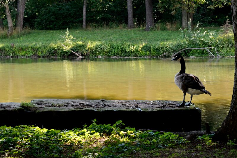 Canadian Goose on Dock