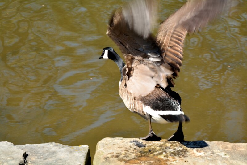 Canadian Goose Spreading Wings