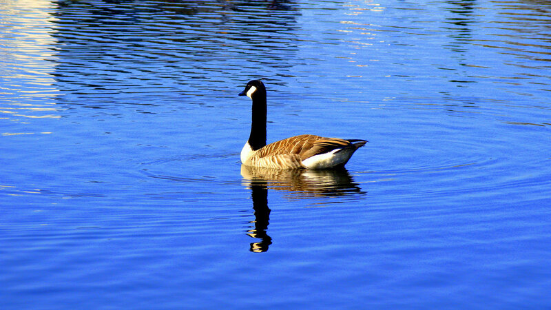 Canadian Goose Swimming
