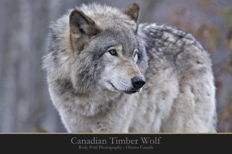 Canadian Timber Wolf