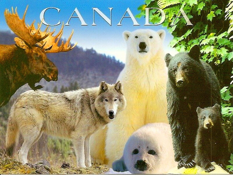 Canadian Wildlife Collage