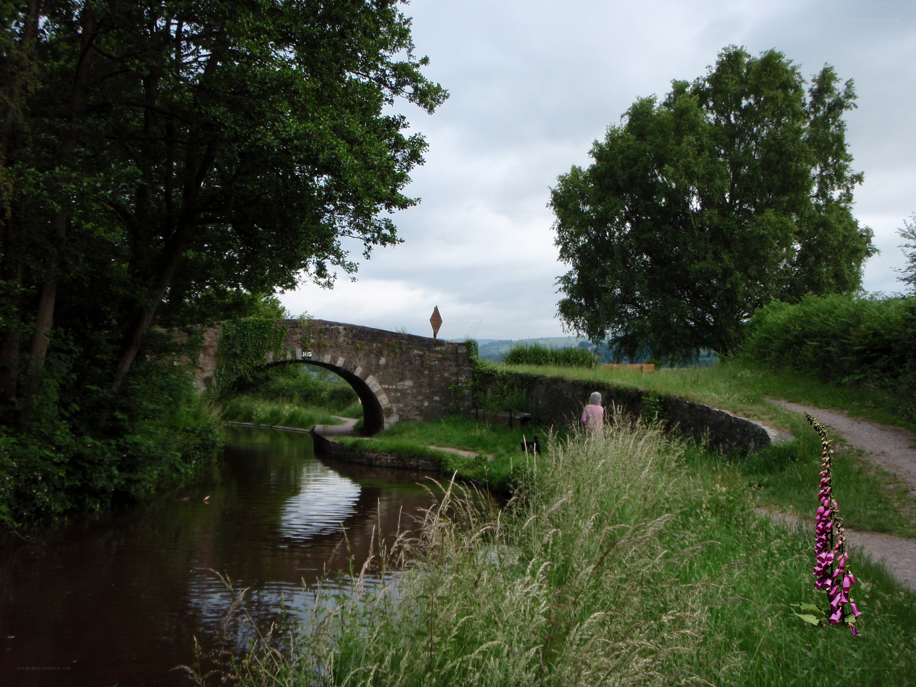 Canal bridge with foxglove