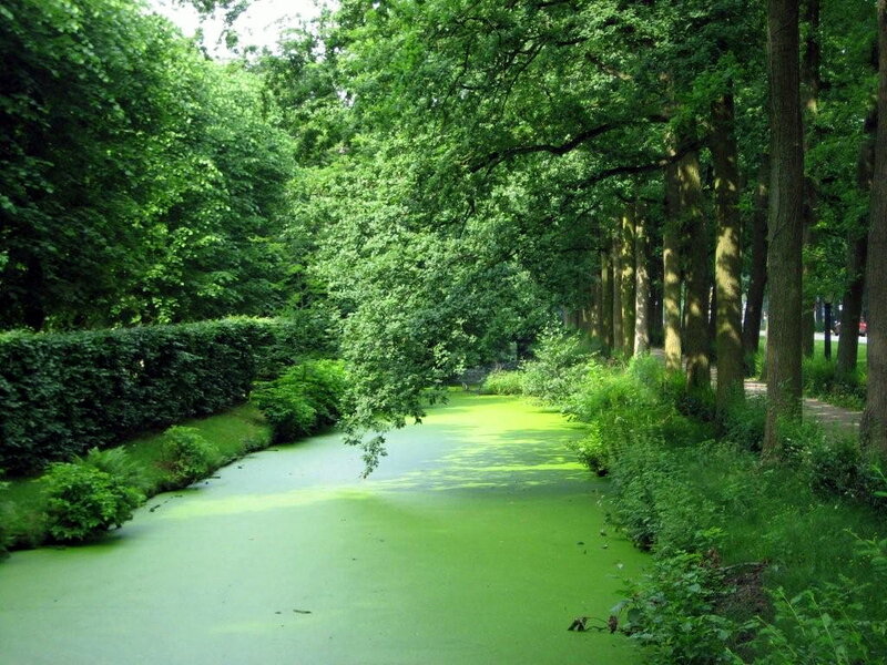 Canal Covered in Algae