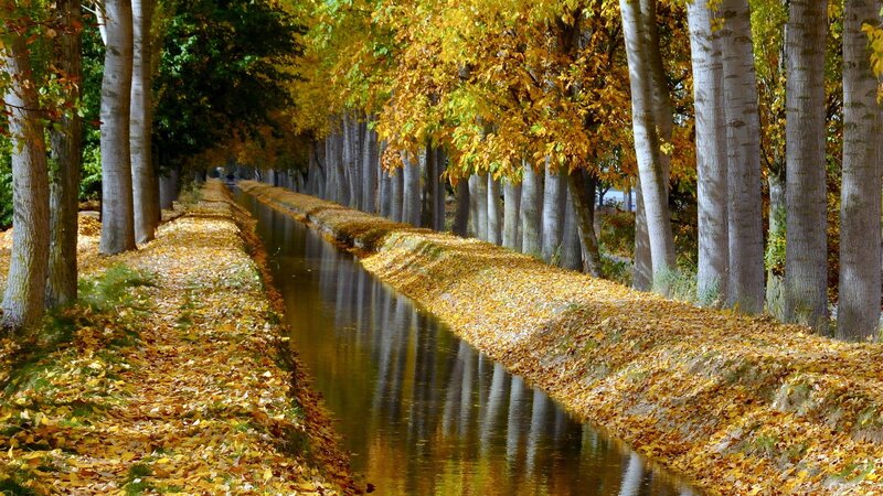 Canal Lined with Trees — Yellow, Serene, Autumn