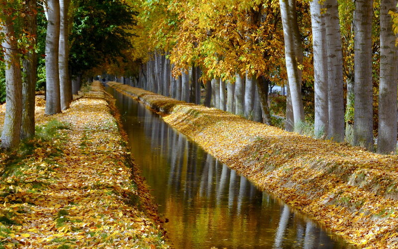 Canal Lined with Trees — Yellow