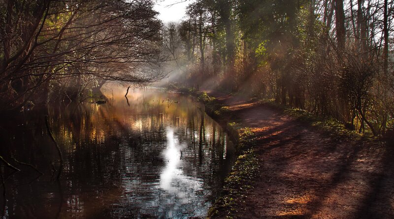 Canal Path in Forest