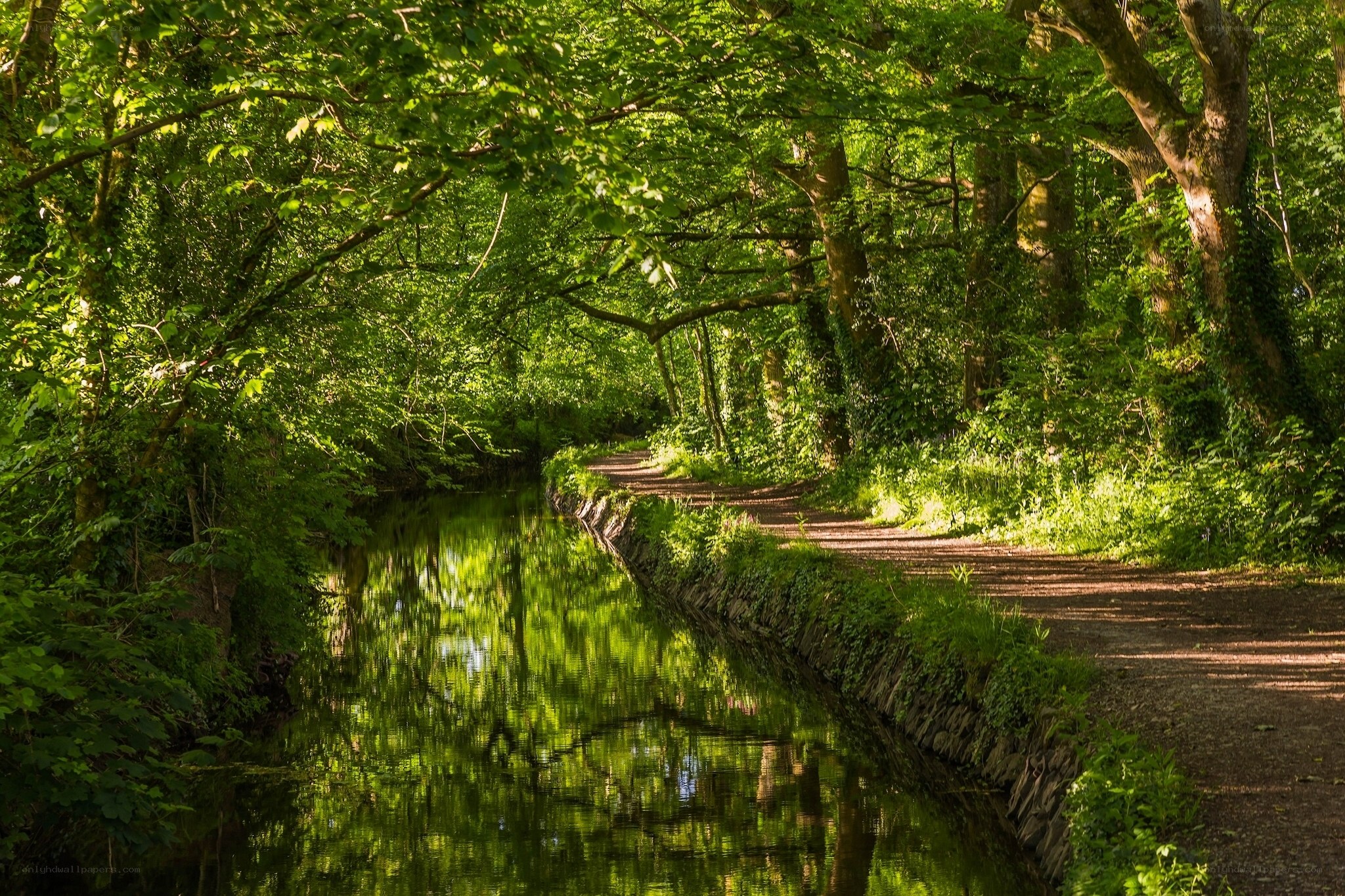 Canal path through lush green forest