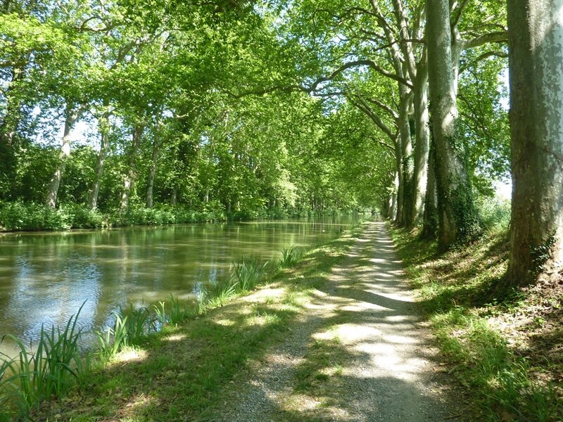 Canal Path under Trees