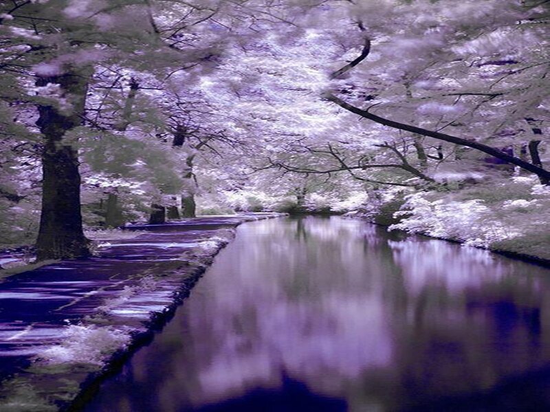 Canal under Cherry Trees