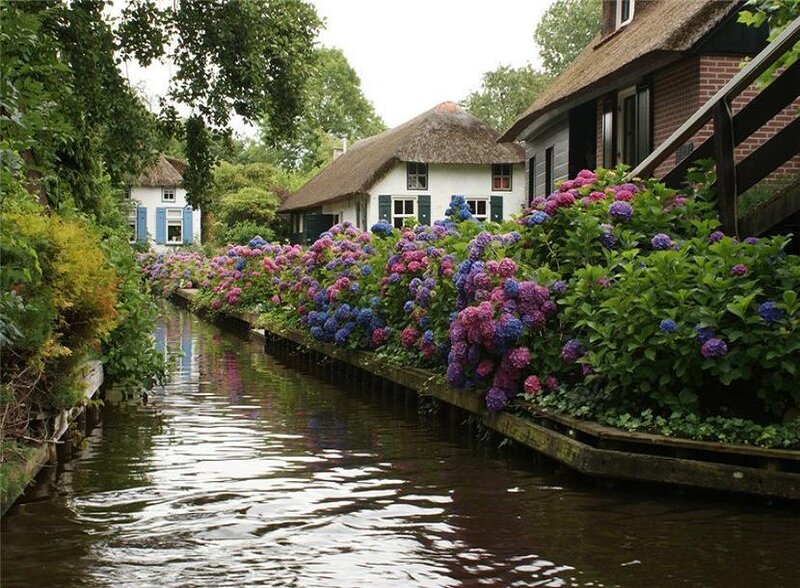 Canal with Hydrangeas