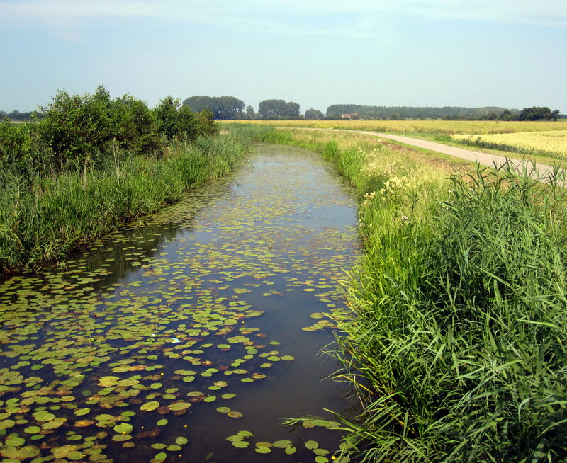 Canal with Lily Pads — Green
