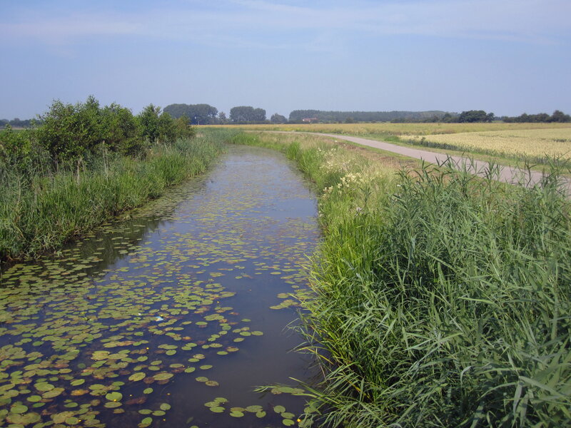 Canal with Lily Pads