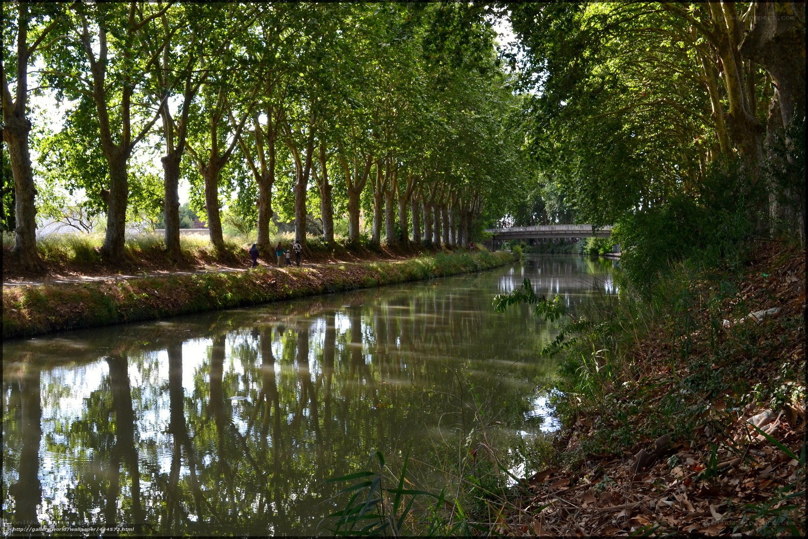 Canal with tree-lined path